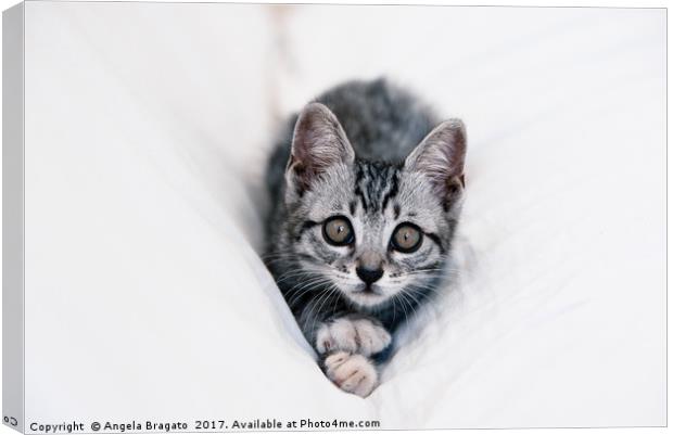 Beautiful tabby kitten Canvas Print by Angela Bragato