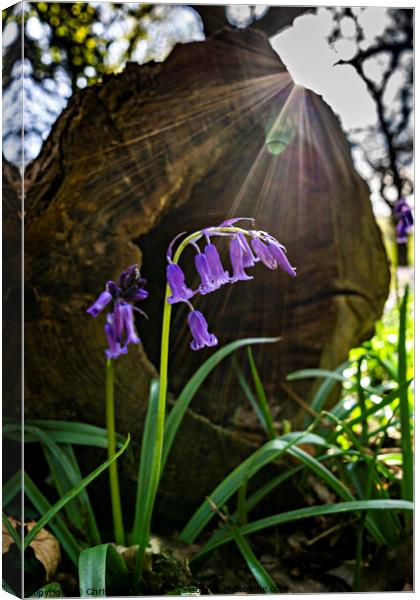 Bluebells of Middleton Woods Canvas Print by Chris North