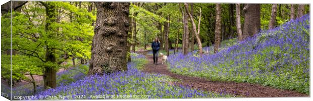 Bluebells of Grasswoods Canvas Print by Chris North