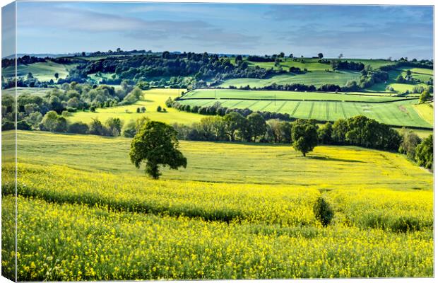 Rapeseed crop in the Wharfe Valley, Yorkshire  Canvas Print by Chris North