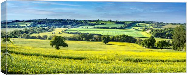 A Rapeseed panorama. Canvas Print by Chris North