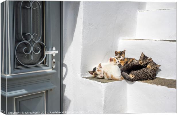 The family of cats resting in the shade in the historic village  Canvas Print by Chris North