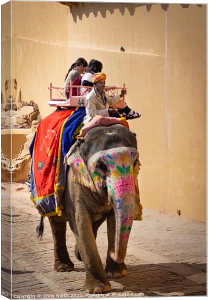 Elephant at the Amber palace, Rajasthan, India. Canvas Print by Chris North