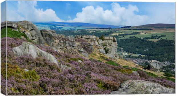 Heather on Ilkley moor Canvas Print by Chris North