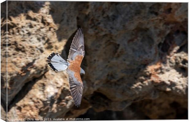 Male Kestrel on the hunt. Canvas Print by Chris North
