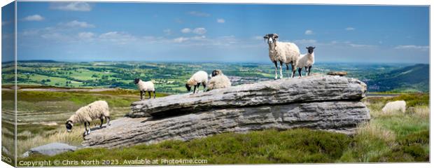Sheep enjoying Summer sunshine in the Yorkshire Dales Canvas Print by Chris North