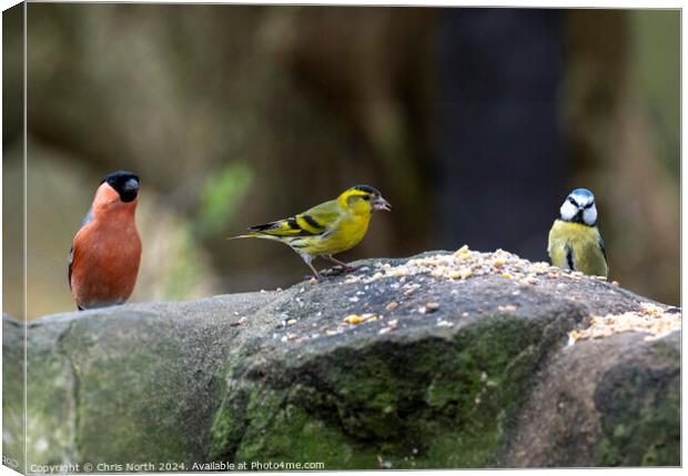 Bullfinch, Siskin, and Bluetit, feeding. Canvas Print by Chris North