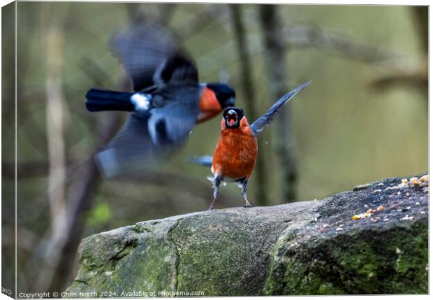 Male bullfinches bickering over food. Canvas Print by Chris North