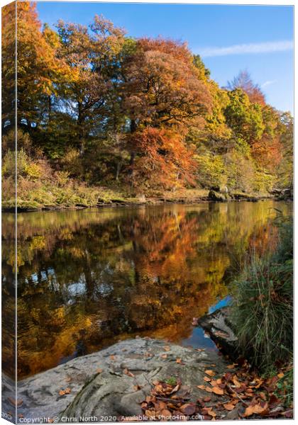 Autumn woods on the river Wharfe,  Canvas Print by Chris North