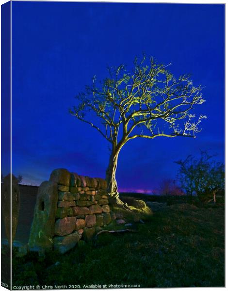 Twilight tree. Canvas Print by Chris North