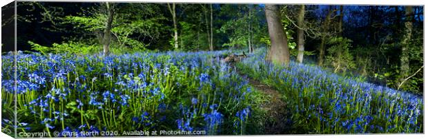 Bluebells of Middleton woods, Ilkley. Canvas Print by Chris North