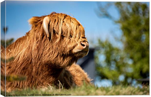 Highland Cattle portrait  Canvas Print by Chris North