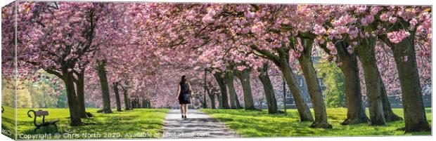 Spring Blossom on Harrogate Stray. Canvas Print by Chris North