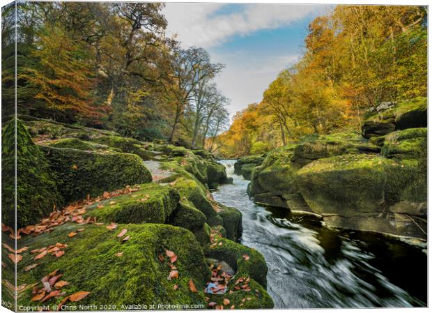 The Strid in autumn, Bolton Abbey estate. Canvas Print by Chris North