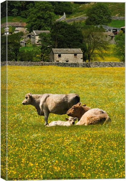 Cows in hay meadows at Muker, Swaledale Canvas Print by Chris North