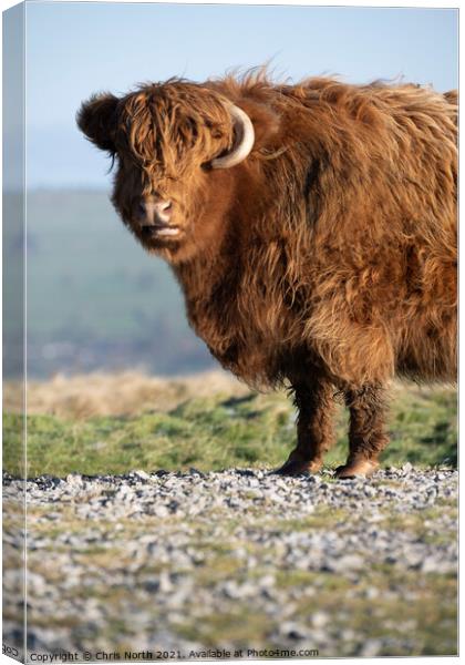 Highland cattle on Ilkley Moor Canvas Print by Chris North