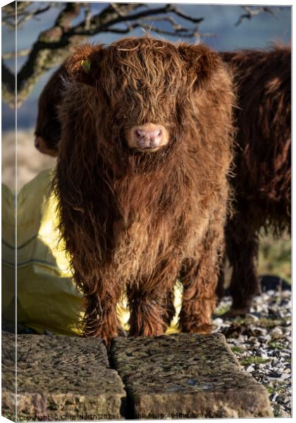 Highland cattle on Ilkley Moor Canvas Print by Chris North