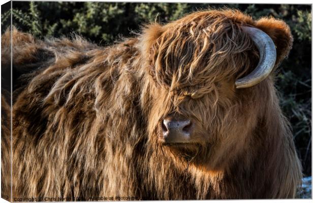 Highland cattle on Ilkley Moor Canvas Print by Chris North