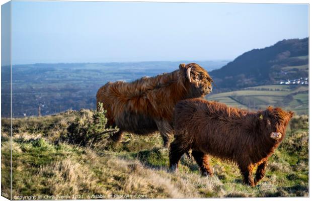  Highland cattle grazing on Ilkley moor. Canvas Print by Chris North