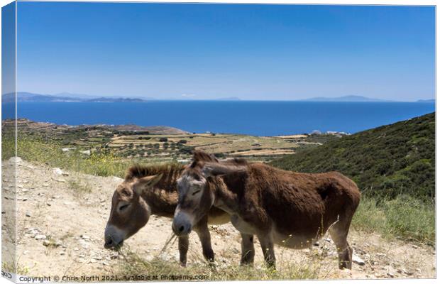 Grazing donkeys onn the Island of Sifnos. Canvas Print by Chris North