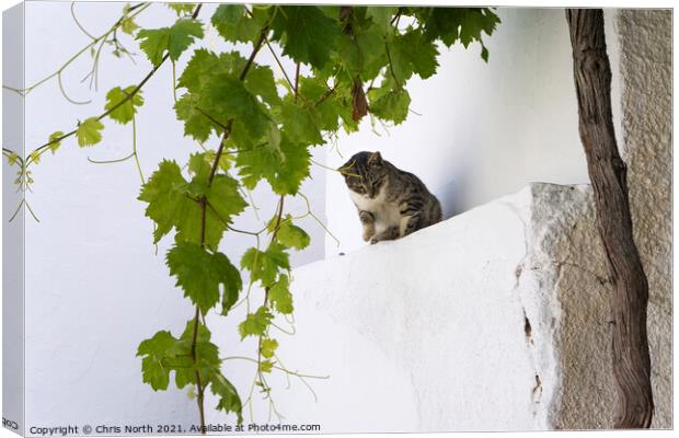 Cat in the shade, Dryopida  Kythnos, Greek Islands Canvas Print by Chris North