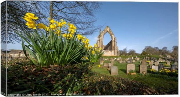 Daffodils in the spring sunshine at Bolton Abbey Estate. Canvas Print by Chris North