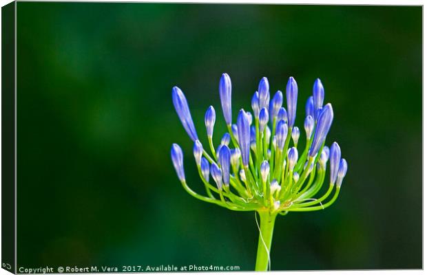 Agapanthus about to bloom Canvas Print by Robert M. Vera