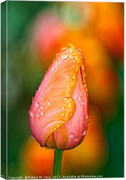 Peach and Orange Tulip in the Spring Canvas Print by Robert M. Vera