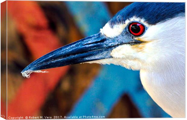 Black-crowned Night Heron - Nycticorax nycticorax Canvas Print by Robert M. Vera