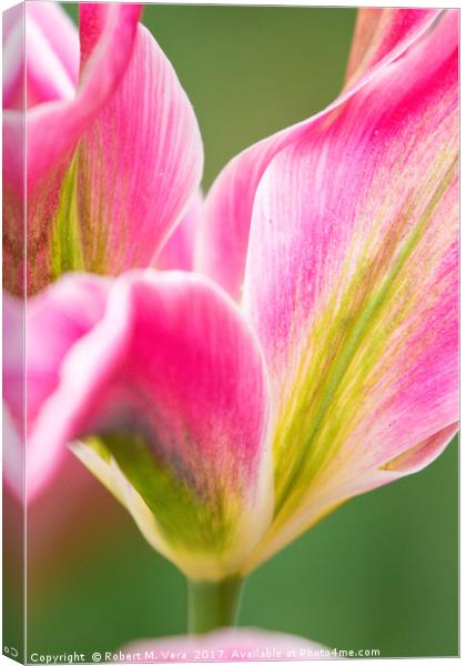 Pink Yellow and Green Tulips in the Spring Canvas Print by Robert M. Vera