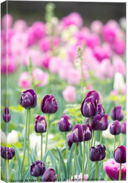 Purple Tulips in the Spring with Pink Tulips in th Canvas Print by Robert M. Vera