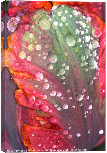 Orange, Red and Green Tulip with Raindrops Canvas Print by Robert M. Vera