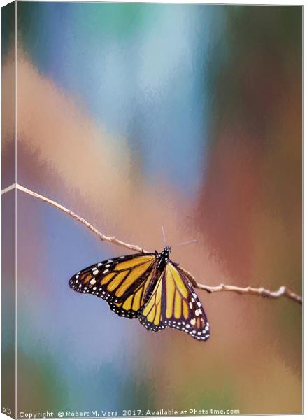 Monarch Butterflies on a Eucalyptus Tree Canvas Print by Robert M. Vera