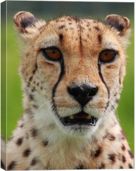 I am looking at you and I'm hungry! Canvas Print by Mike Rogers