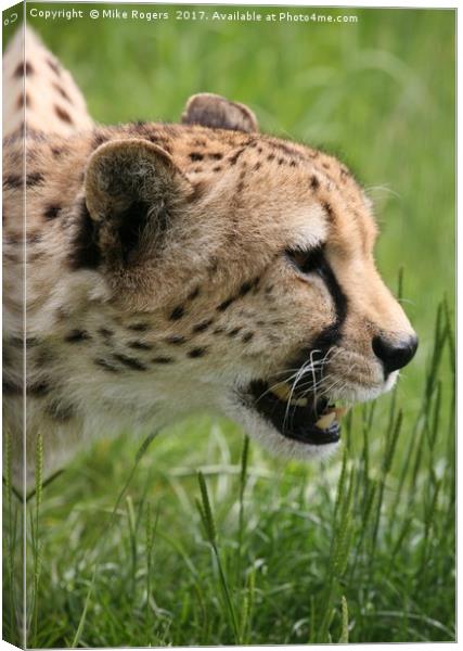 Cheetah about to pounce. Canvas Print by Mike Rogers