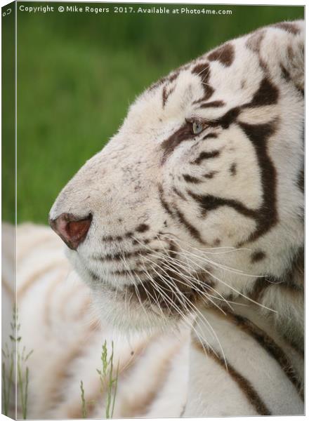 Rare relaxing white tiger Canvas Print by Mike Rogers