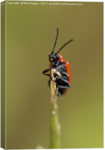 Scarlet Lily Beetle Canvas Print by Mike Rogers