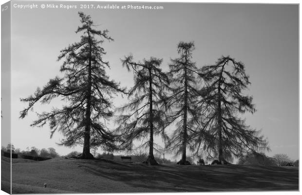 Four old windblown friends                         Canvas Print by Mike Rogers