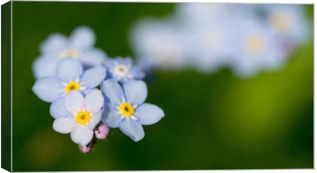 Wood Forget-me-not Canvas Print by Maarten D'Haese