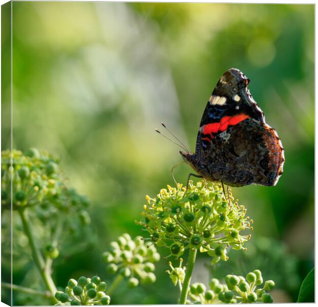 Red Admiral Butterfly Canvas Print by Maarten D'Haese