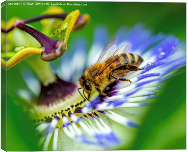 Honey Bee and Passion Flower Canvas Print by Kevin Ford
