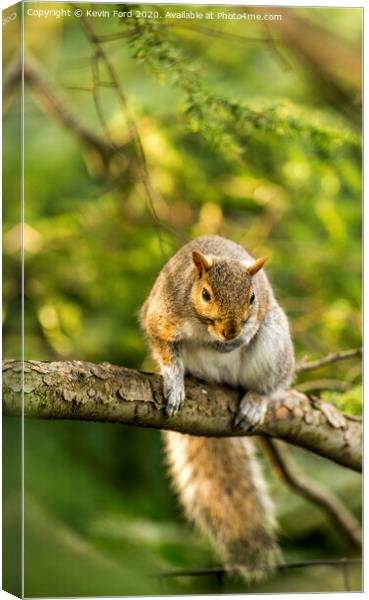 Squirrel on a branch Canvas Print by Kevin Ford