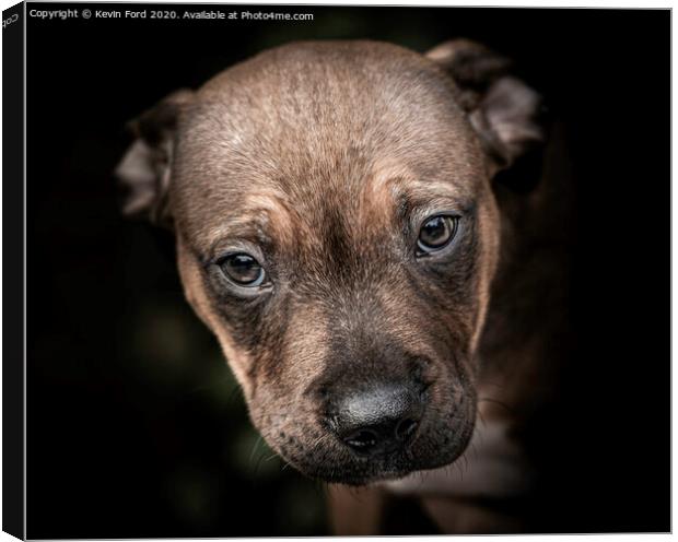 Staffordshire Bull Terrier Puppy Canvas Print by Kevin Ford