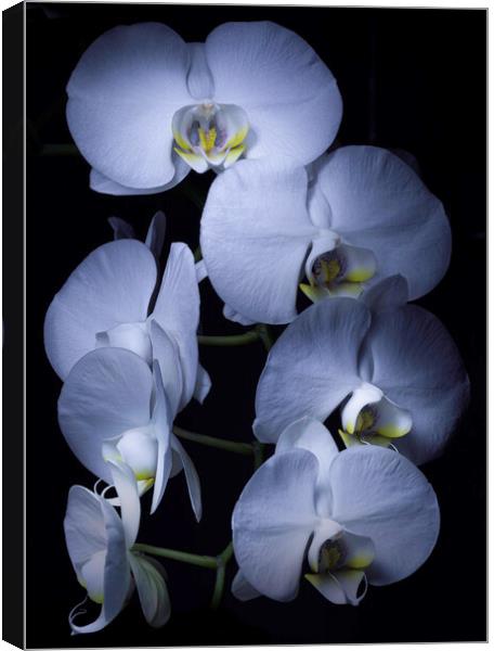 White Orchids Canvas Print by Kevin Ford
