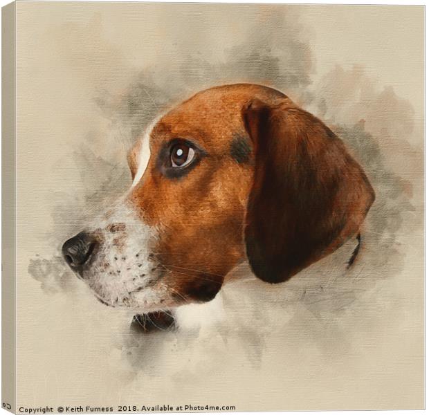 Beagle Canvas Print by Keith Furness