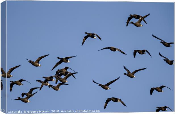 Flight of Brent Geese Canvas Print by Graeme Hutson