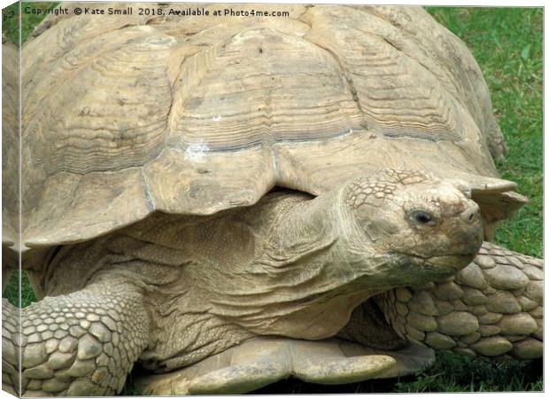 Tortoise Canvas Print by Kate Small