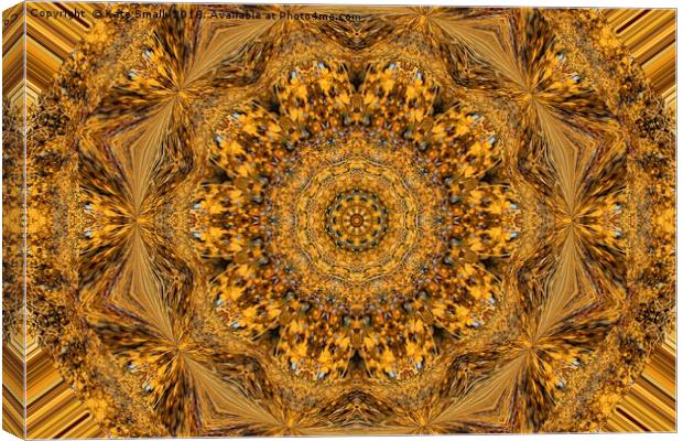 Golden Lace Canvas Print by Kate Small