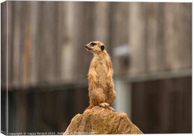 Meerkat view from top Canvas Print by Yagya Parajuli