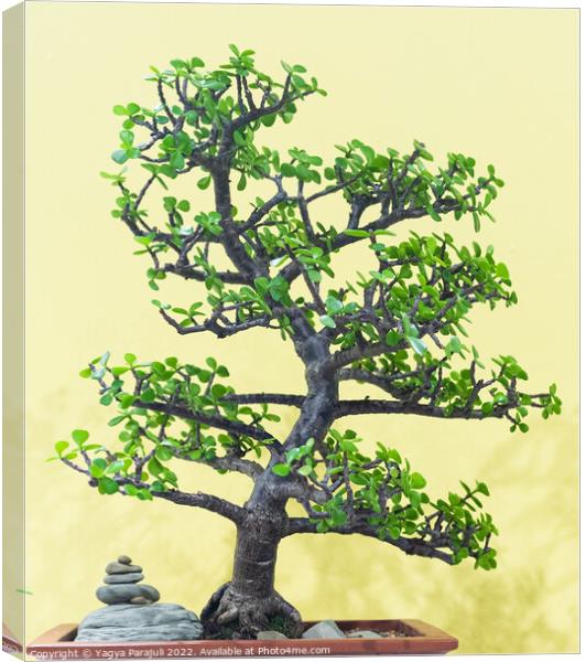 Chinese sweet plum called bonsai Canvas Print by Yagya Parajuli